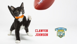 Illustration for article titled Kitten Bowl Player Names, Ranked